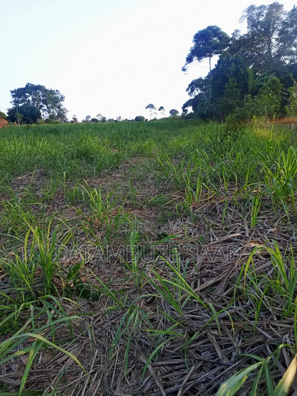 11 Acres With Sugar Cane for Sale in Mayuge