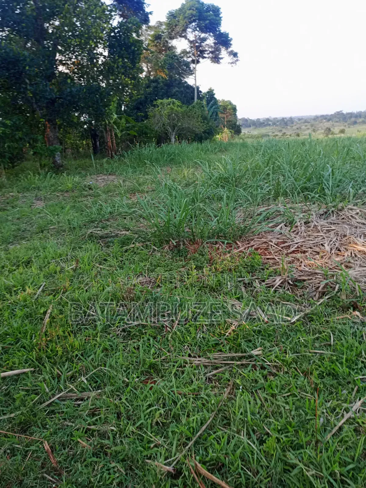 11 Acres With Sugar Cane for Sale in Mayuge