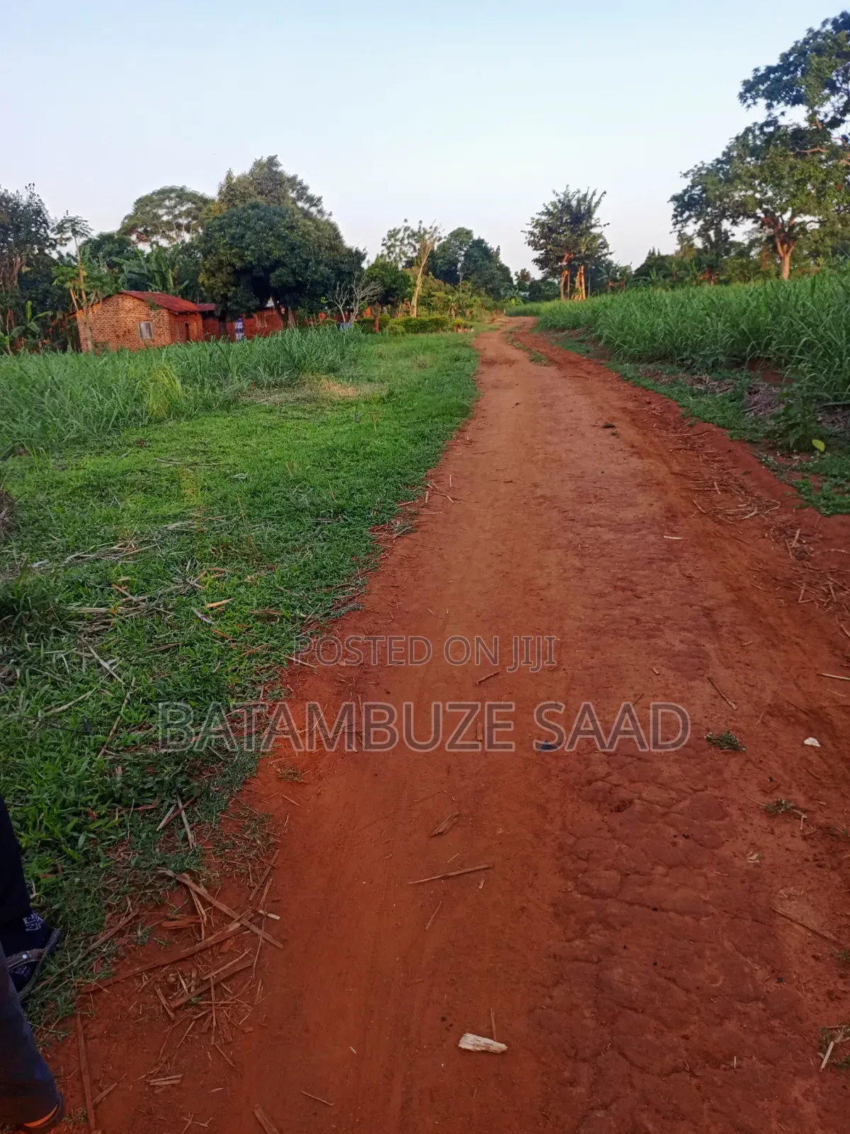 11 Acres With Sugar Cane for Sale in Mayuge