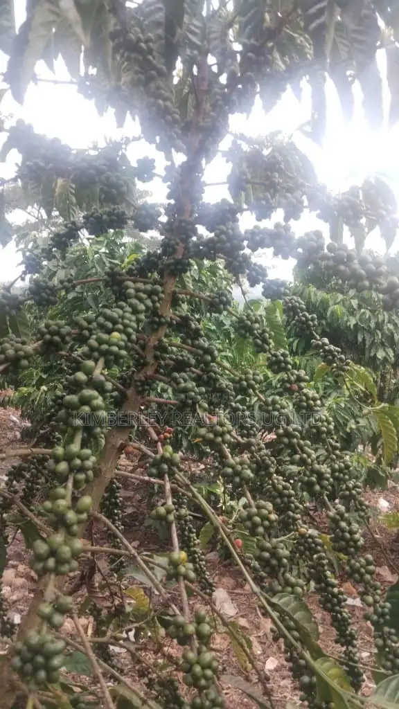 🔥🔥 75 Acres of Coffee Plantation for Sale in Mubende District! 🔥🔥 in Mubende TC