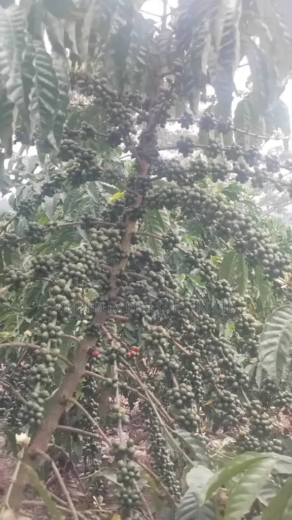 🔥🔥 75 Acres of Coffee Plantation for Sale in Mubende District! 🔥🔥 in Mubende TC