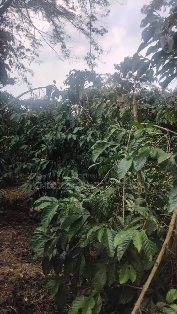 🔥🔥 75 Acres of Coffee Plantation for Sale in Mubende District! 🔥🔥 in Mubende TC
