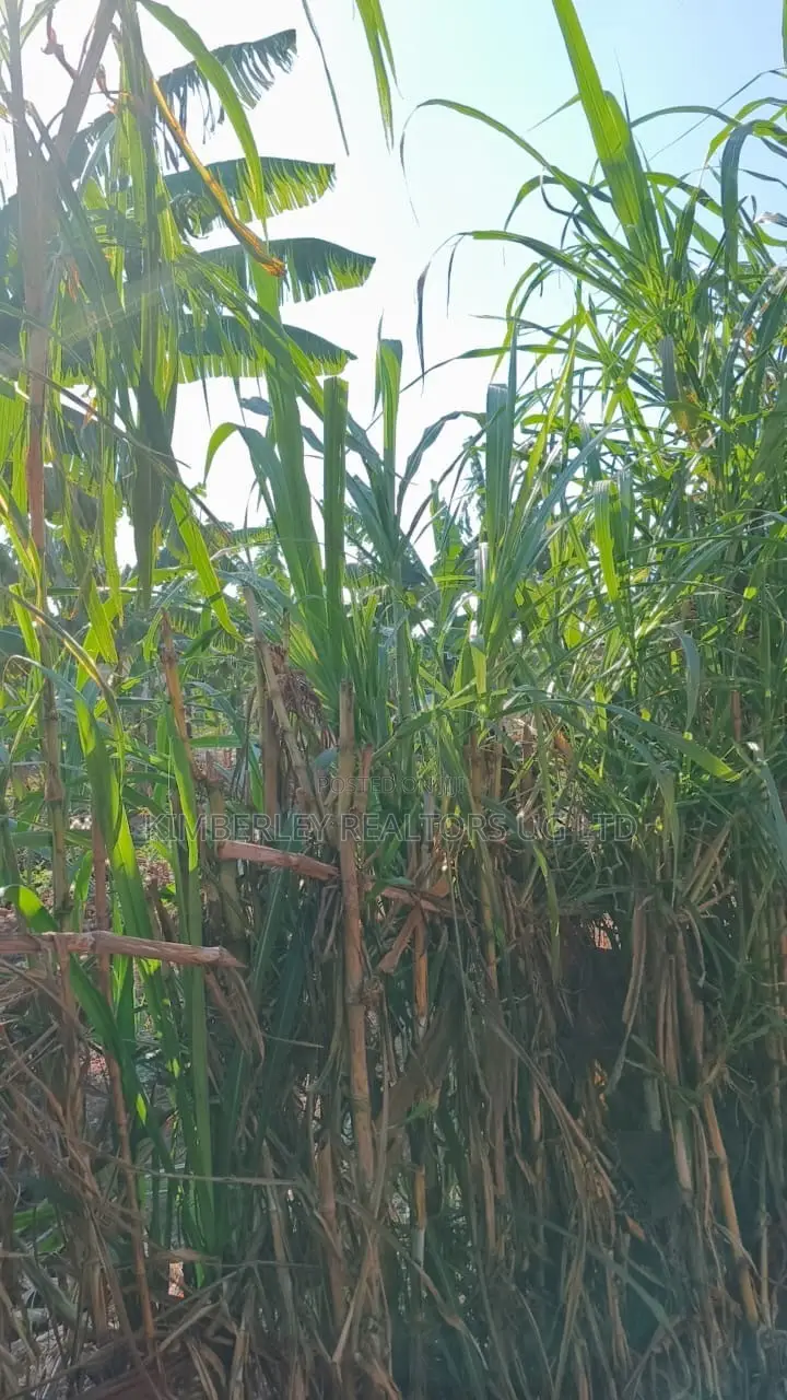 🔥🔥 35 Decimals of Prime Land for Sale in Kawempe Ttula! 🔥🔥 in Kawempe