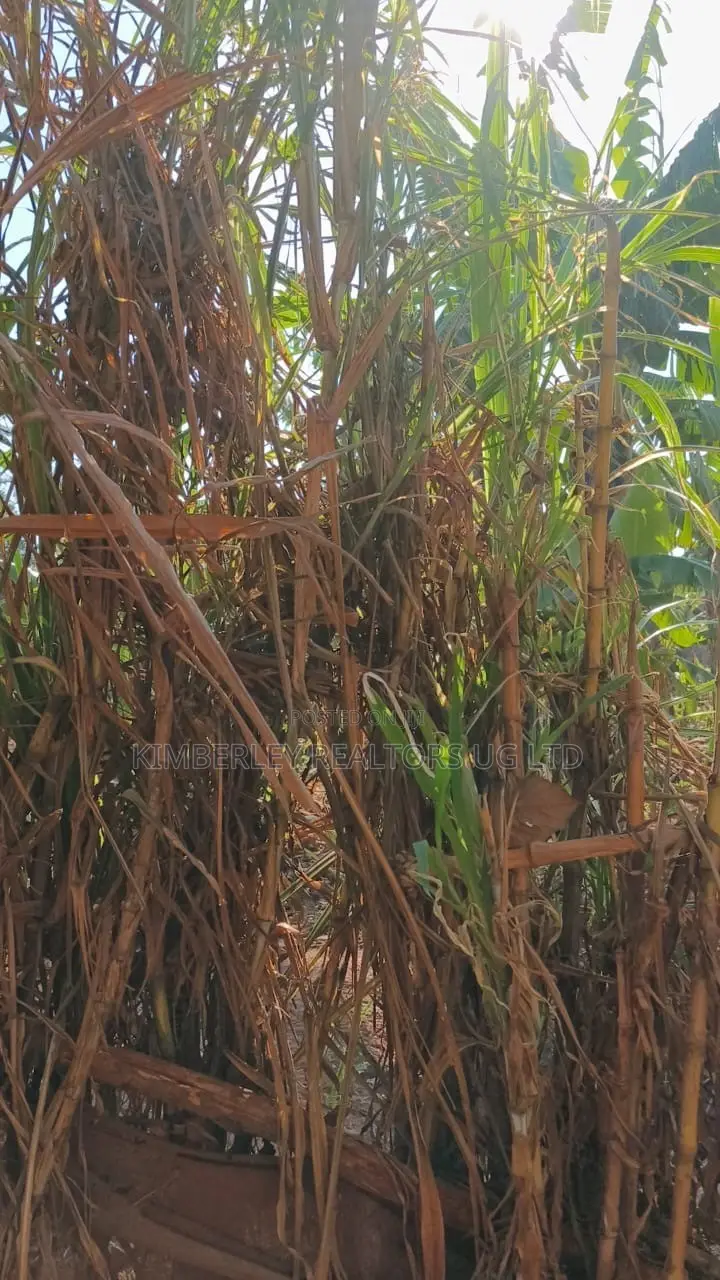 🔥🔥 35 Decimals of Prime Land for Sale in Kawempe Ttula! 🔥🔥 in Kawempe