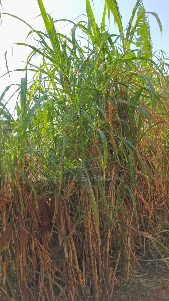 🔥🔥 35 Decimals of Prime Land for Sale in Kawempe Ttula! 🔥🔥 in Kawempe