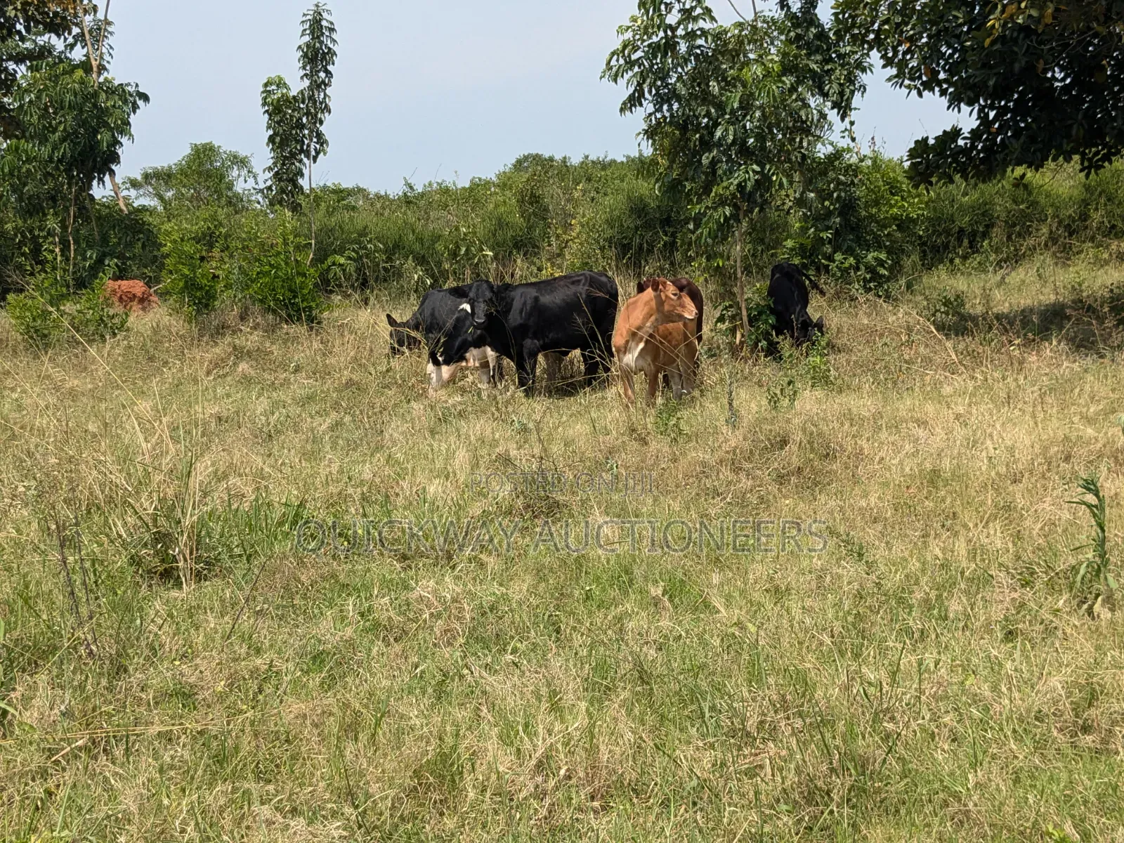 40-Acre Farm, Nakaseke - Farmhouse Valley Dam in Kisoro
