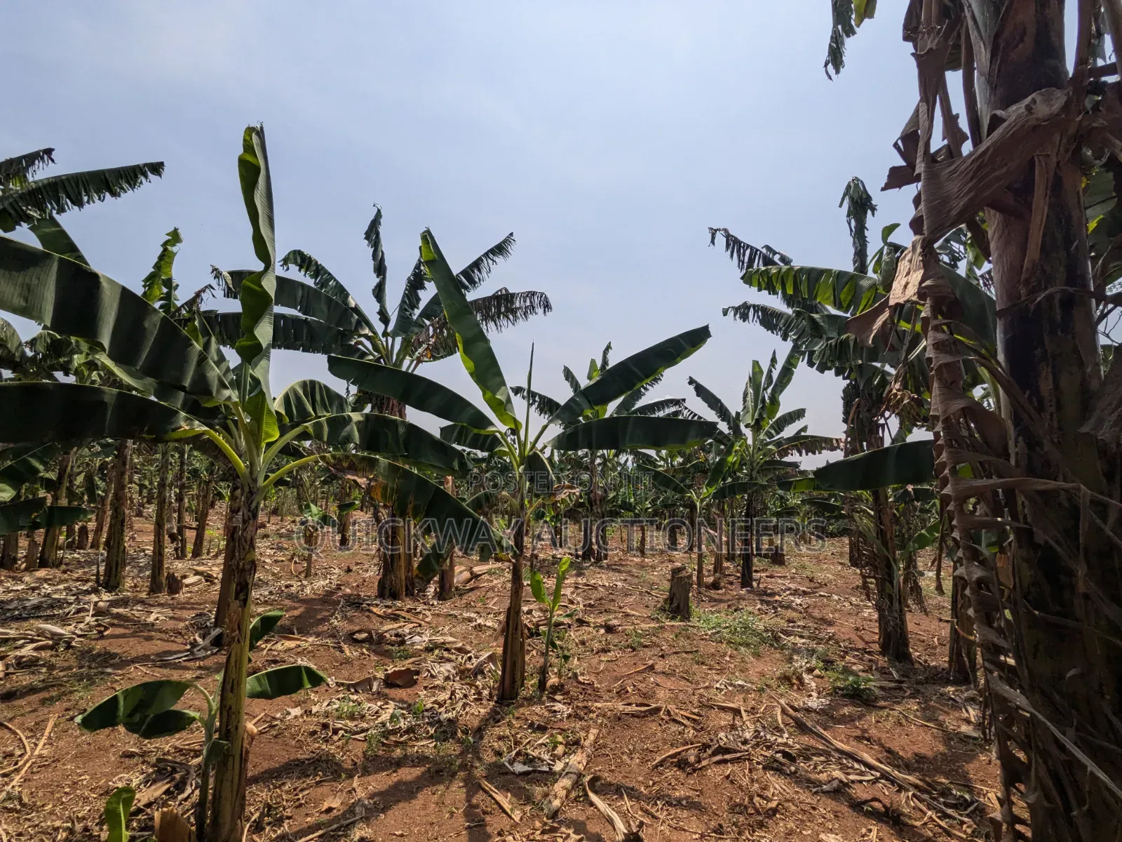 40-Acre Farm, Nakaseke - Farmhouse Valley Dam in Kisoro
