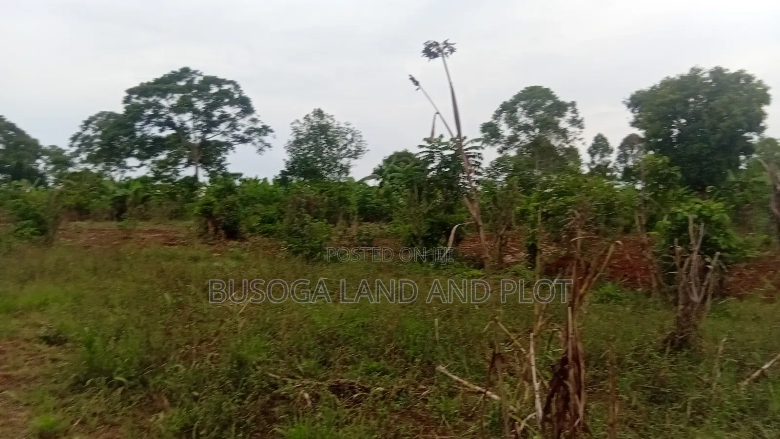 2 Acres of Prime Land, Wesunire, Makanga, Buyende Priced UGX  in Kamuli