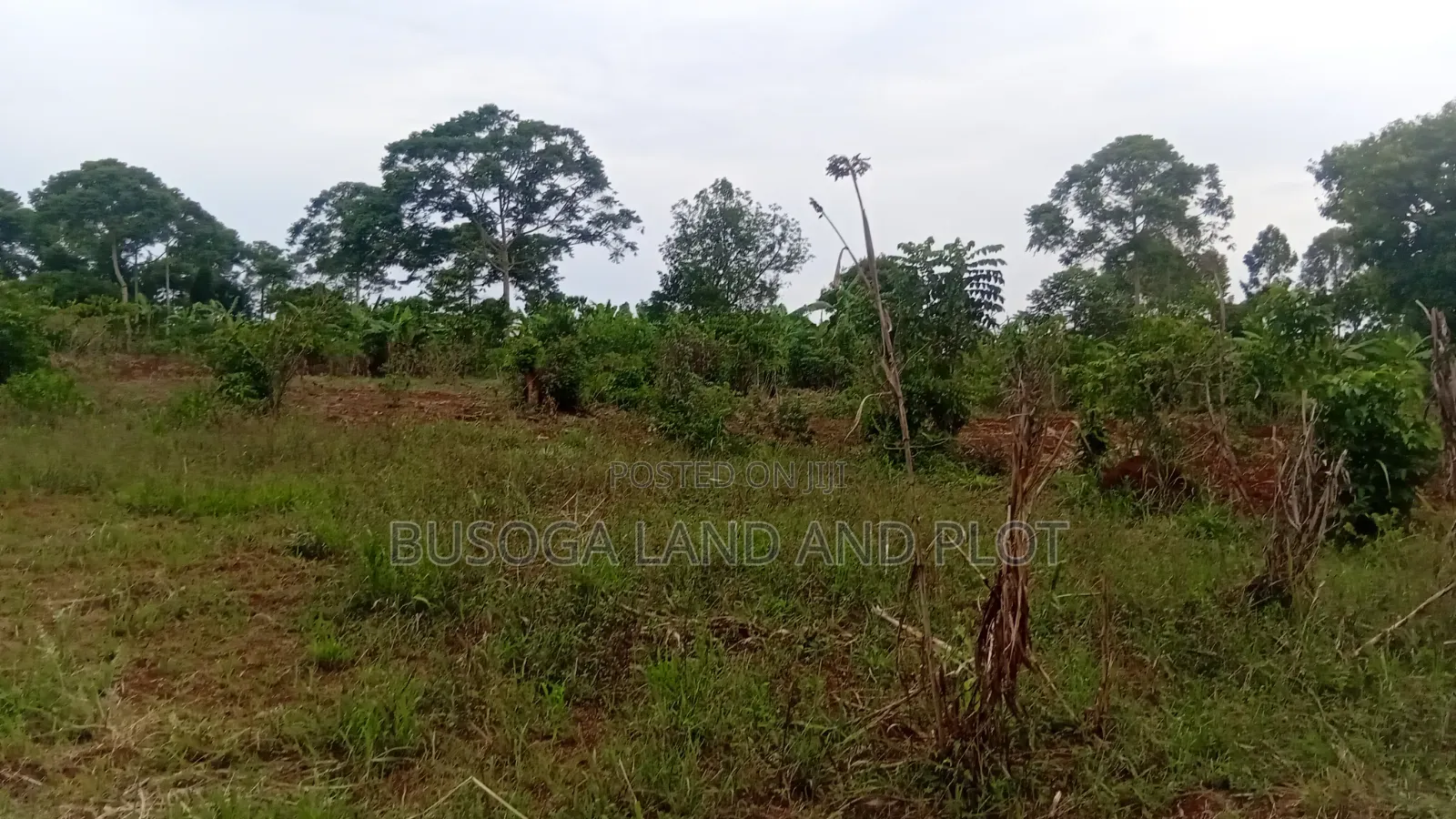 2 Acres of Prime Land, Wesunire, Makanga, Buyende Priced UGX  in Kamuli