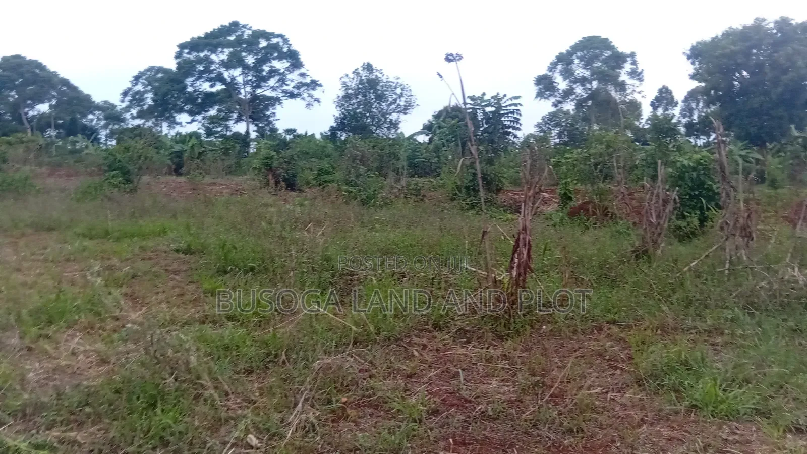 2 Acres of Prime Land, Wesunire, Makanga, Buyende Priced UGX  in Kamuli
