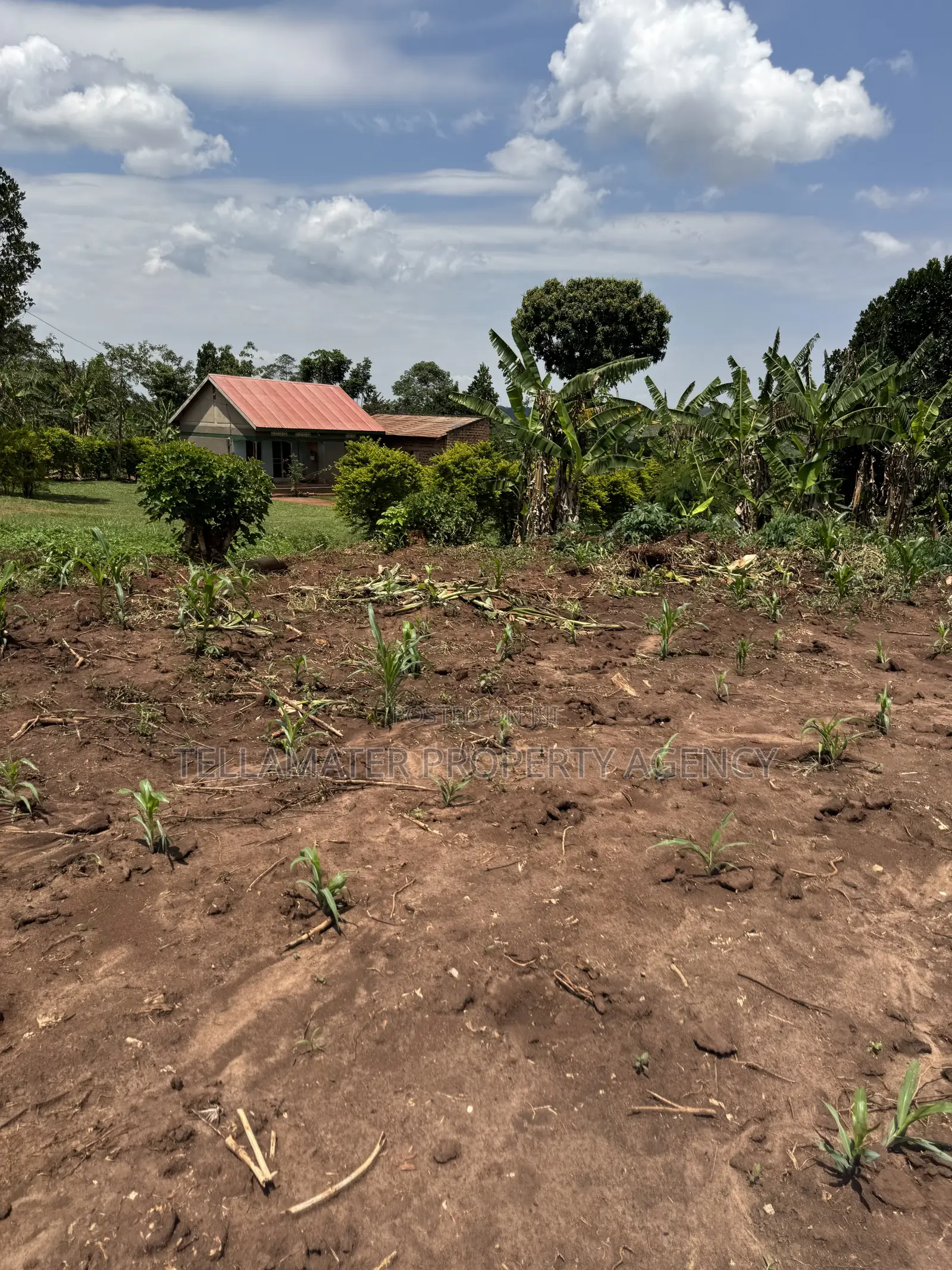 50by50ft and 50by100ft Plots at Nakifuma-Kakinzi Kabaka Land in Kyampisi