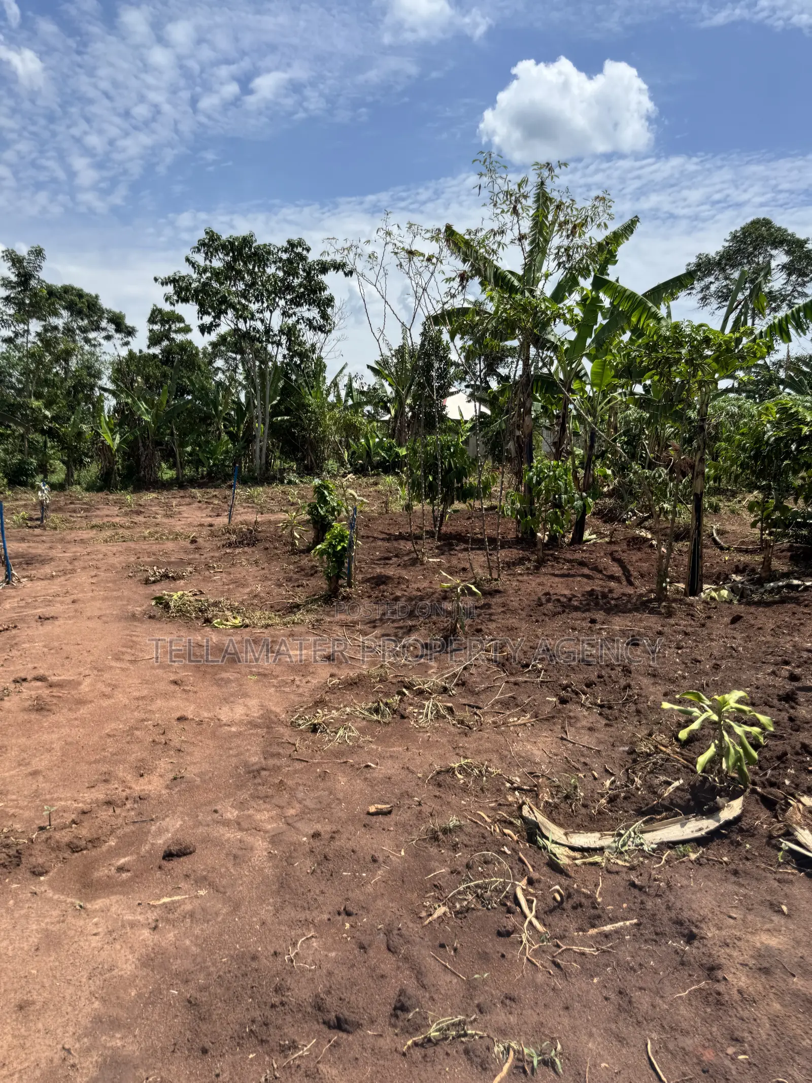 50by50ft and 50by100ft Plots at Nakifuma-Kakinzi Kabaka Land in Kyampisi