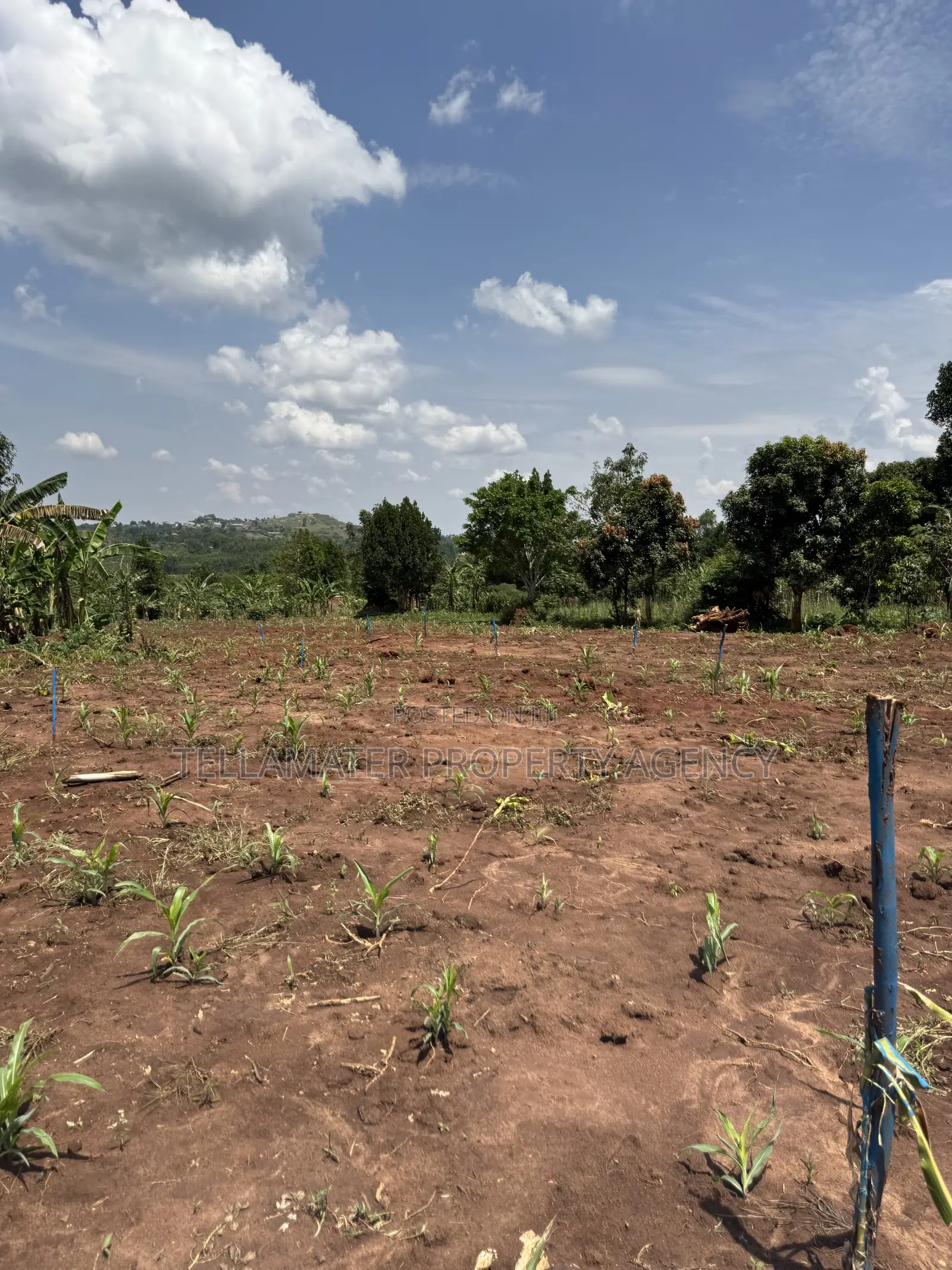 50by50ft and 50by100ft Plots at Nakifuma-Kakinzi Kabaka Land in Kyampisi