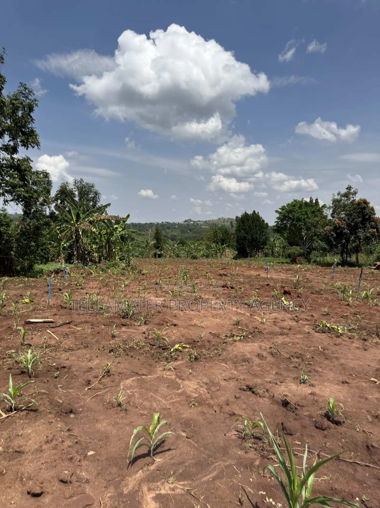 50by50ft and 50by100ft Plots at Nakifuma-Kakinzi Kabaka Land in Kyampisi