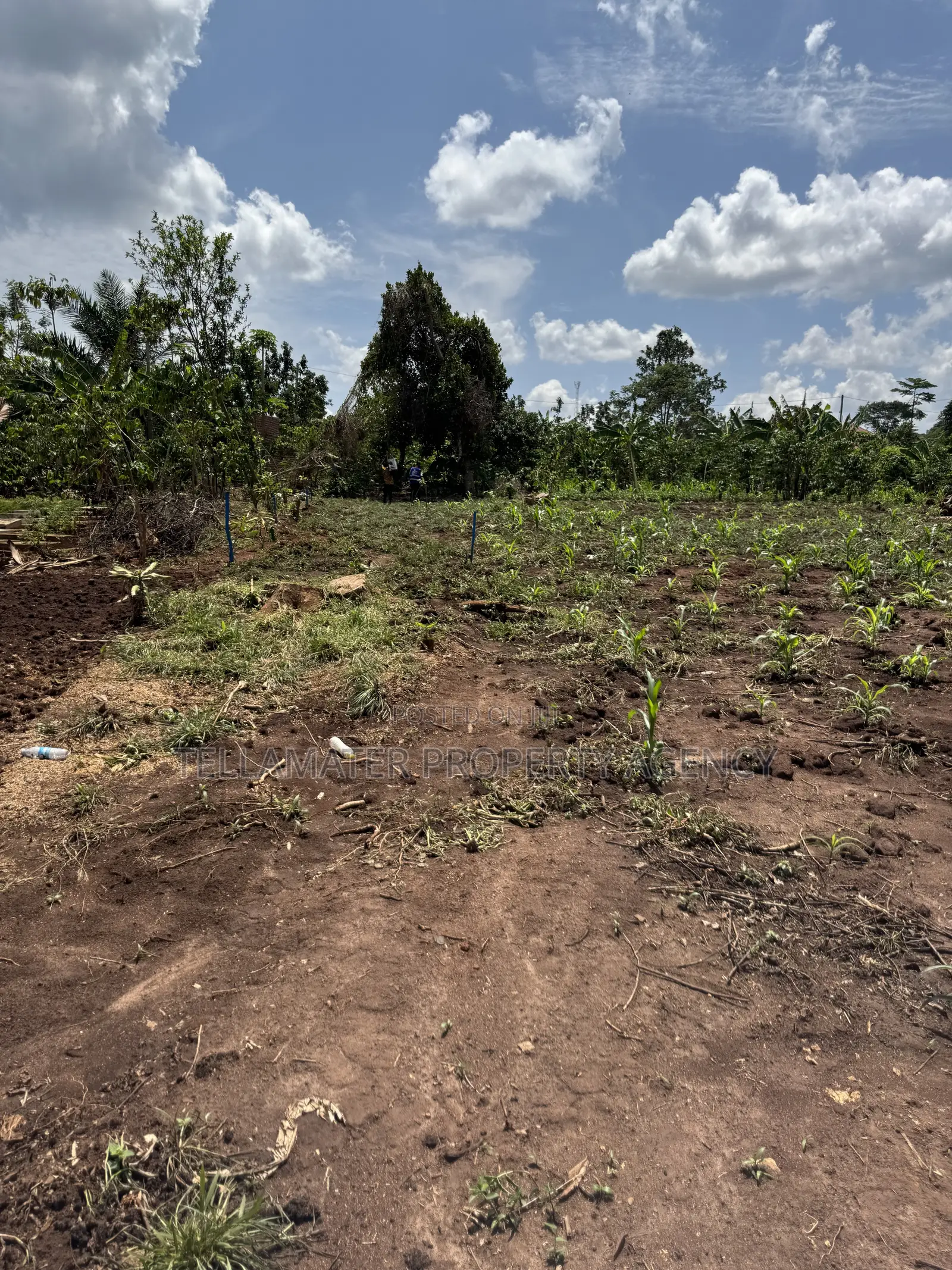 50by50ft and 50by100ft Plots at Nakifuma-Kakinzi Kabaka Land in Kyampisi