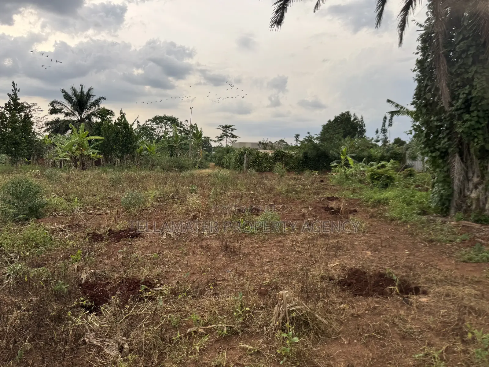 Nakifuma-Magogo Kigagga Estate Only 5 Plots Left in Kyampisi