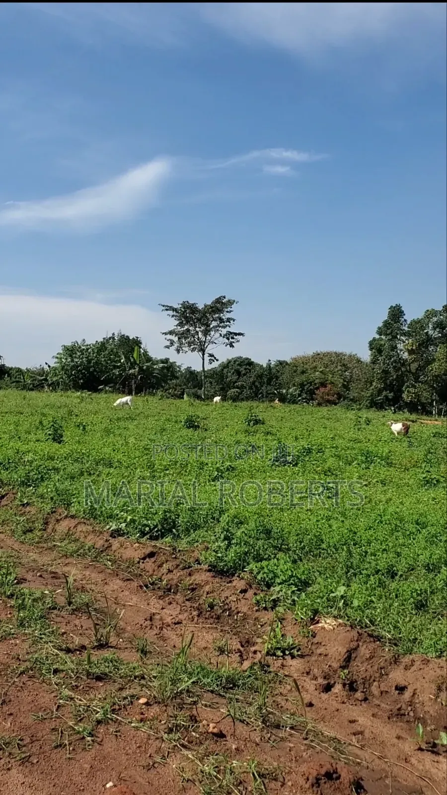 Titled Plots in Bamutakude for Sale in Mukono TC