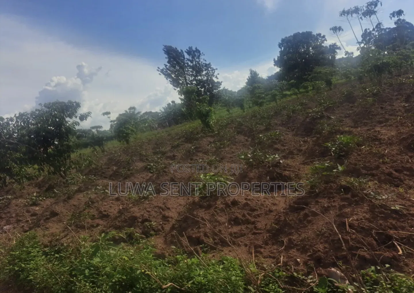 3 Sq Miles Kasangombe Nakaseke District Private Mailo Land Title in Luwero / Luwero
