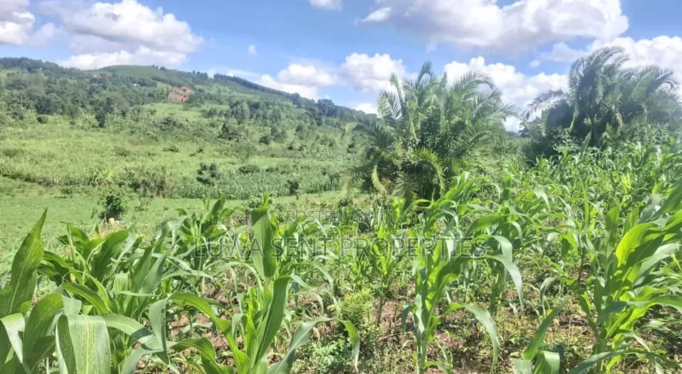3 Acres Busunju Private Mailo Land Title in Mityana TC