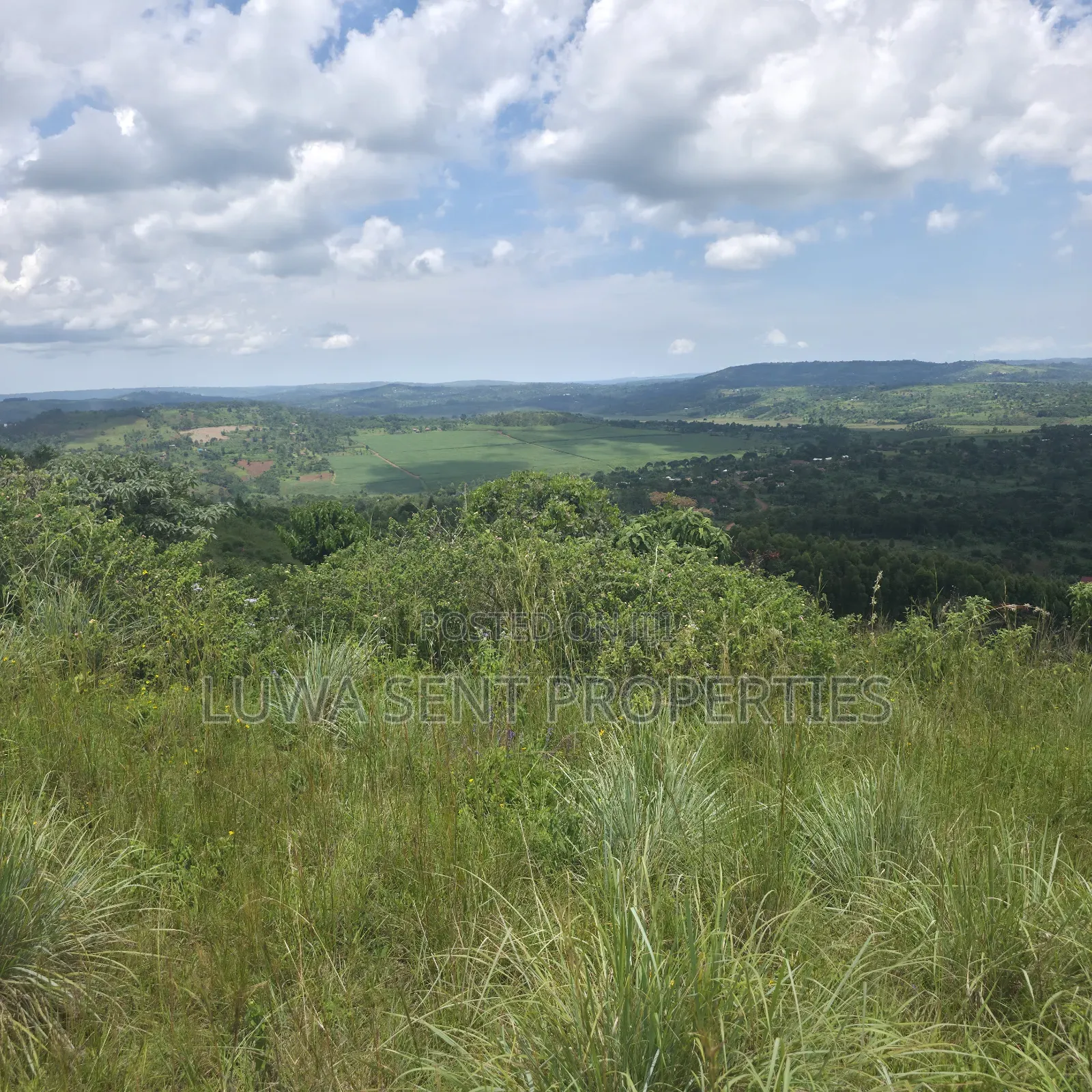 50 Acres Sekanyonyi Mitiyana Road Mailo Land Title in Ssekanyonyi