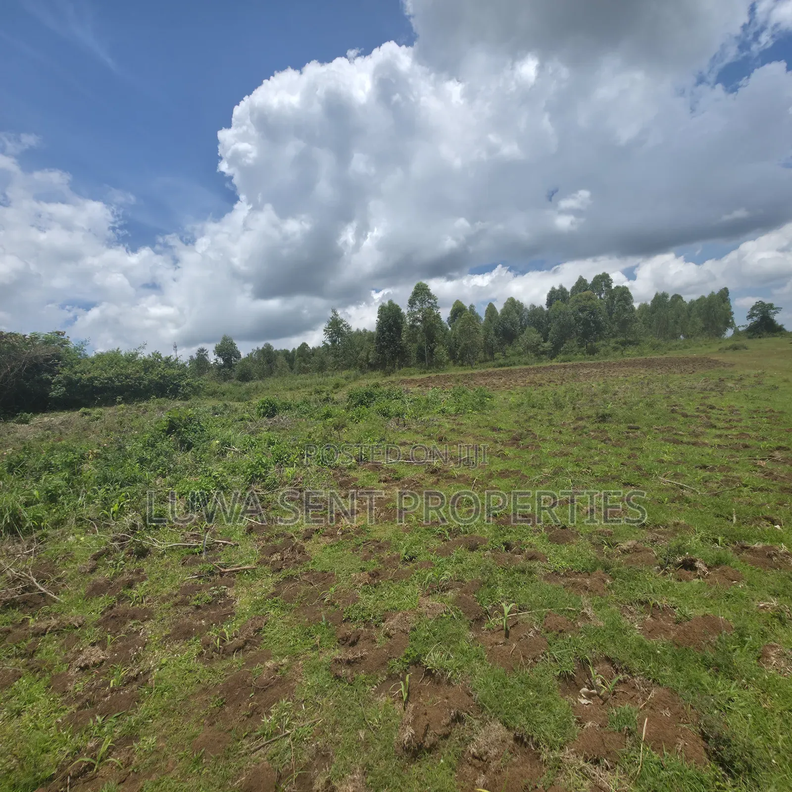 50 Acres Sekanyonyi Mitiyana Road Mailo Land Title in Ssekanyonyi