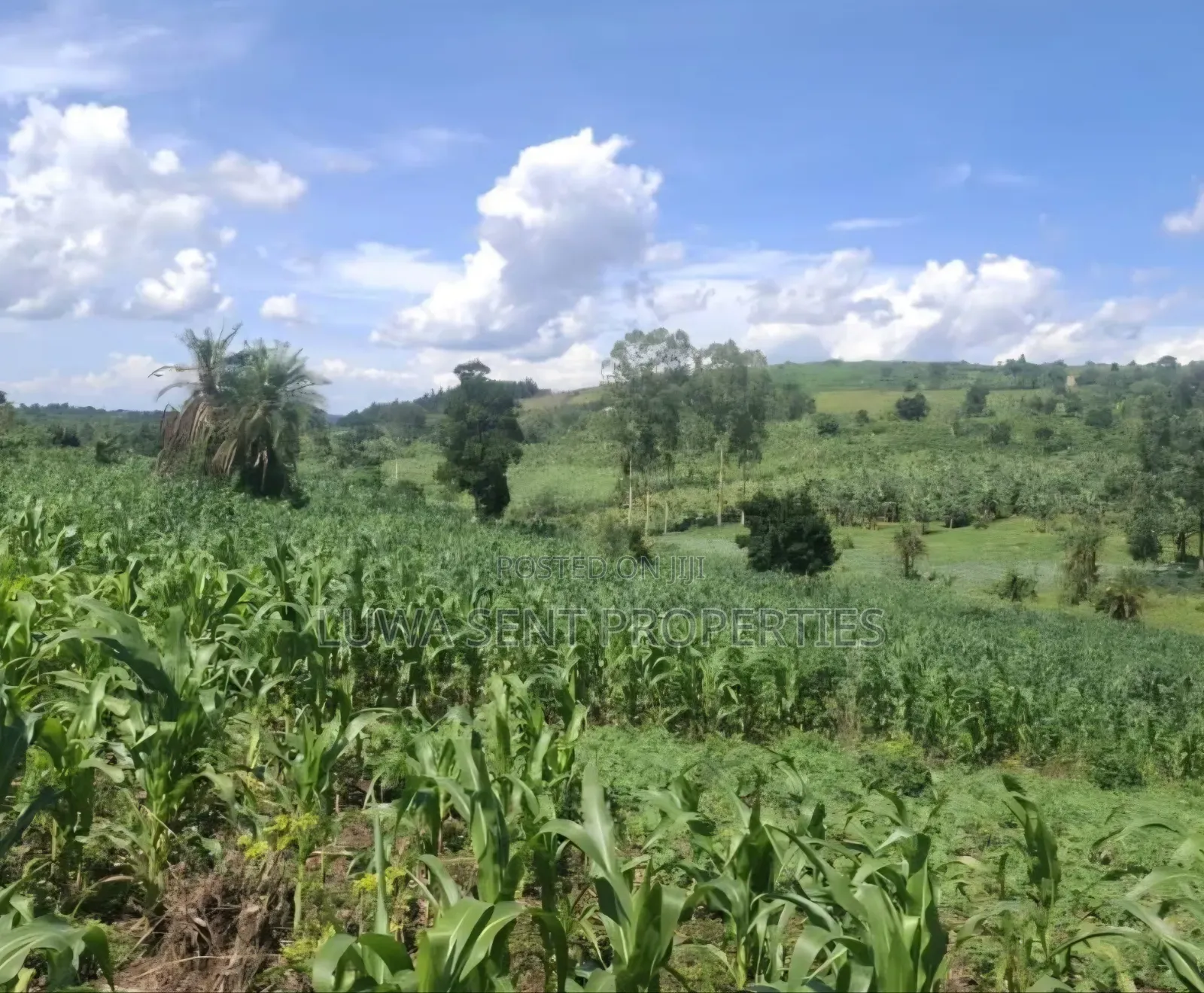 5 Sq Miles Nakaseke Prime Land Mailo Land Title in Luwero / Luwero