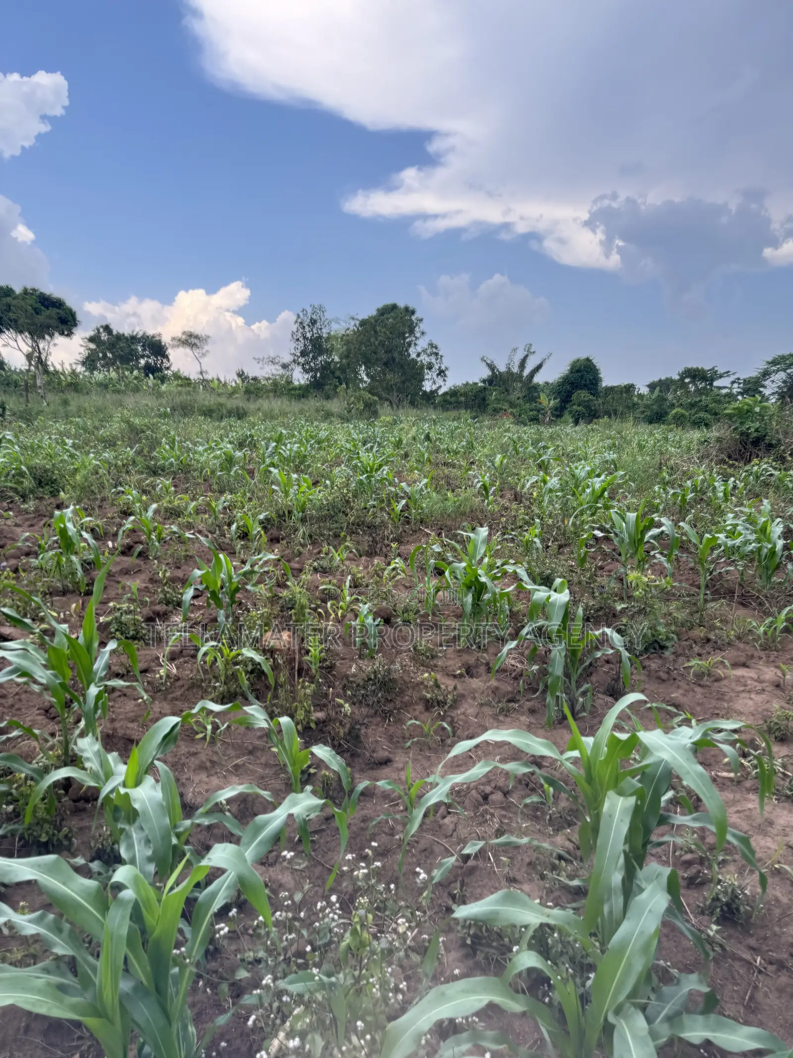 2.5 Acres of Fertile Land at Kikonge-Mityana Rd 3kms Off the Main Road in Kikandwa