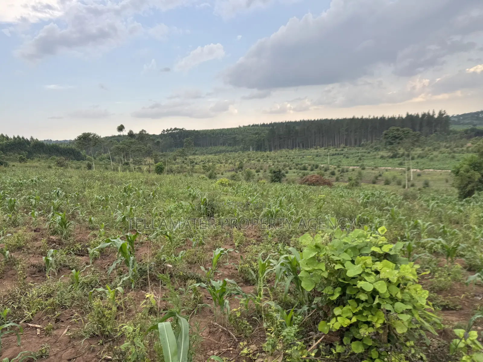 2.5 Acres of Fertile Land at Kikonge-Mityana Rd 3kms Off the Main Road in Kikandwa
