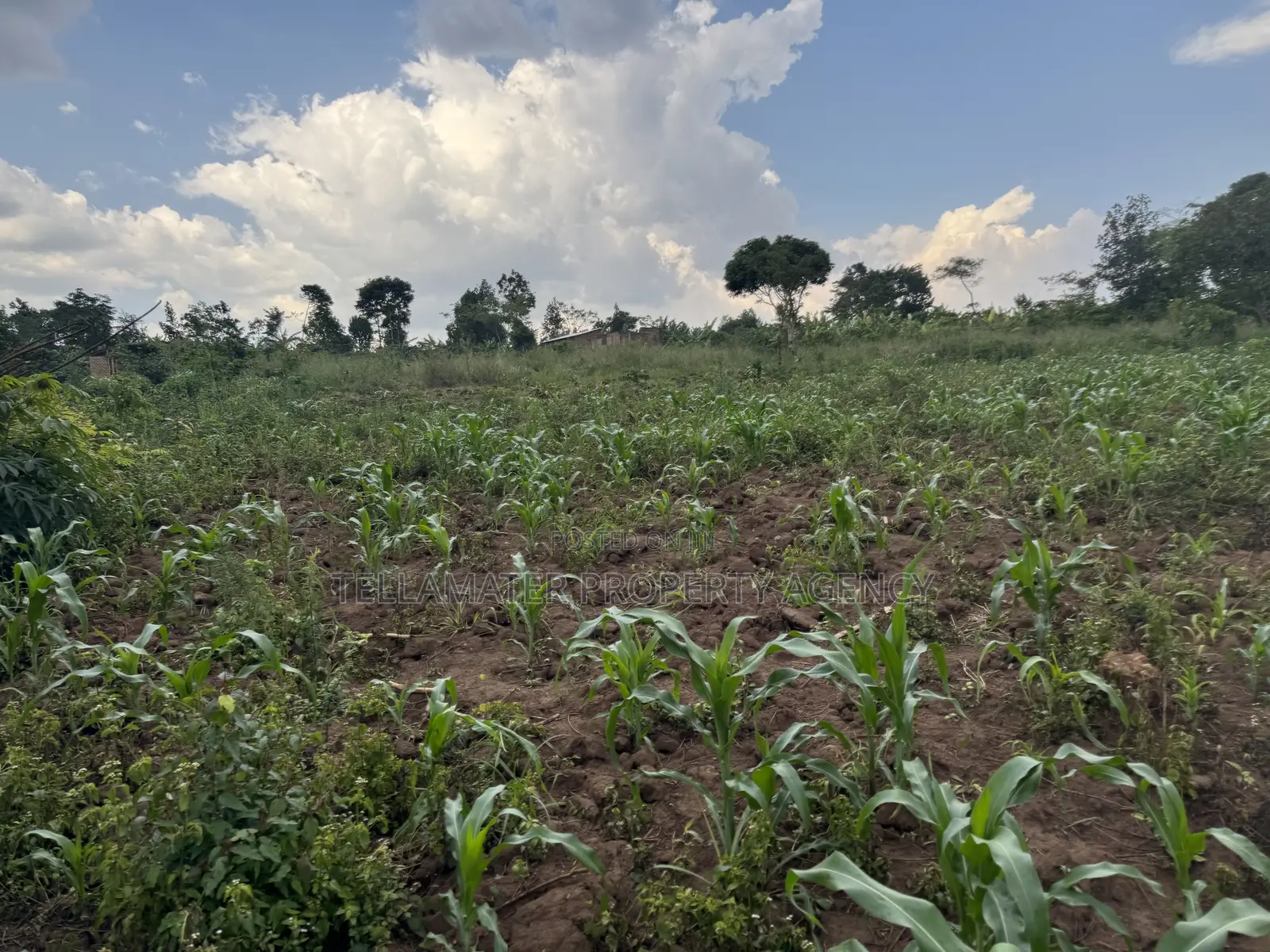 2.5 Acres of Fertile Land at Kikonge-Mityana Rd 3kms Off the Main Road in Kikandwa