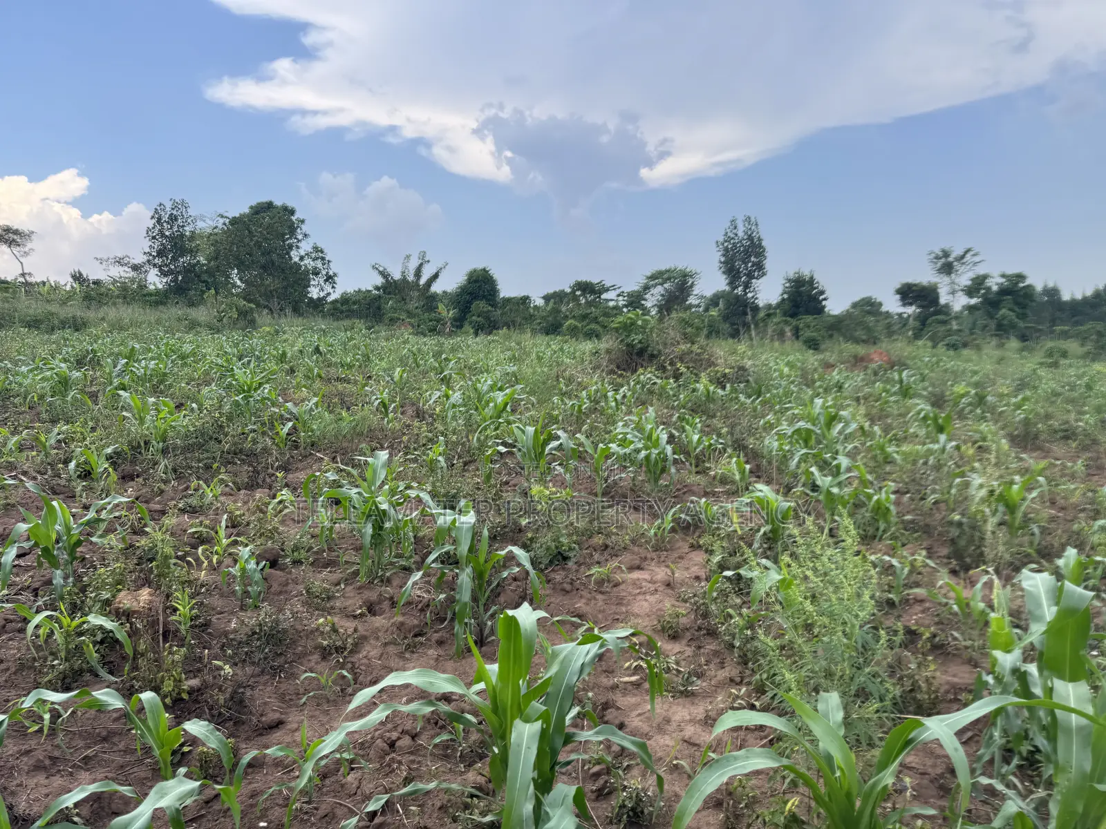 2.5 Acres of Fertile Land at Kikonge-Mityana Rd 3kms Off the Main Road in Kikandwa