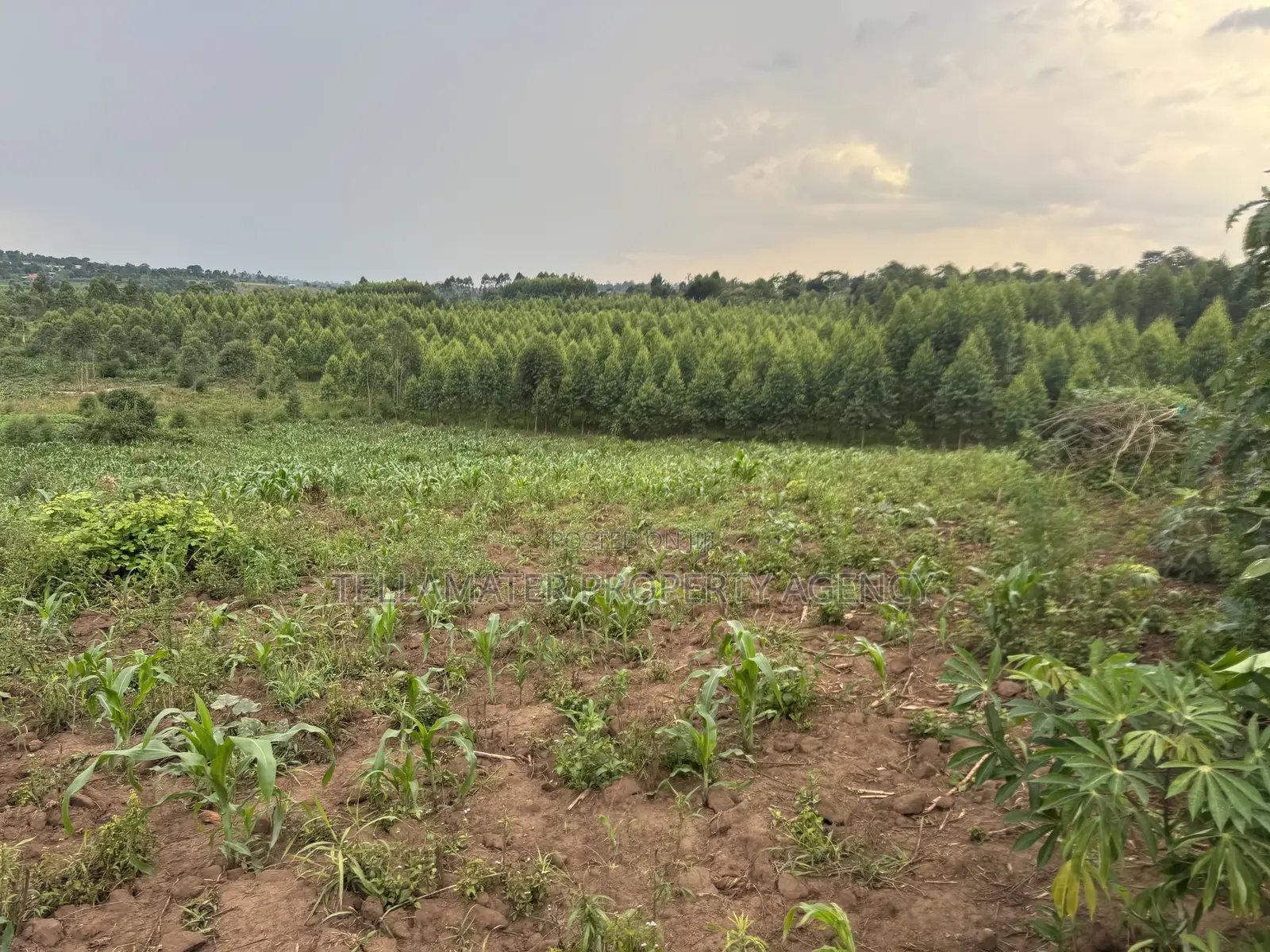 2.5 Acres of Fertile Land at Kikonge-Mityana Rd 3kms Off the Main Road in Kikandwa