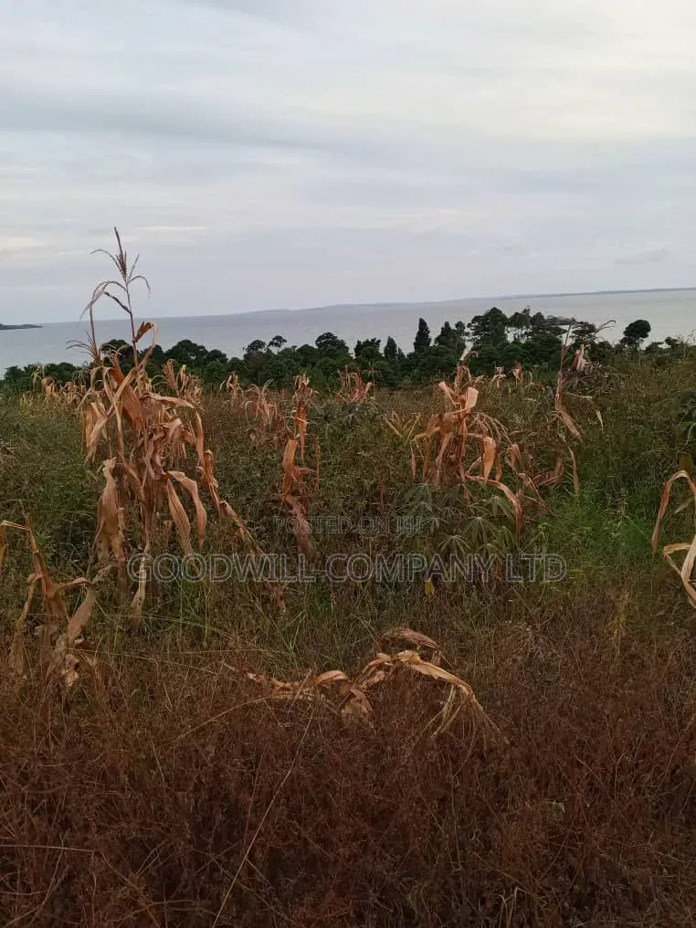 10 Acres of Beach Land in Bubwa Nkokonjeru Touching Lake Victoria in Central Division