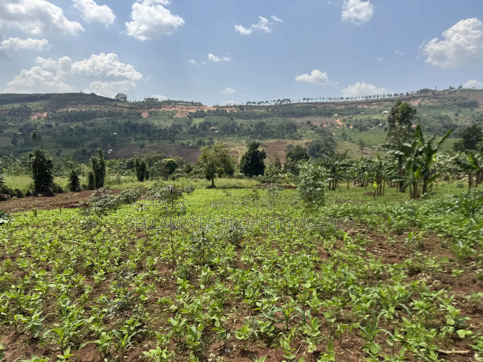 An Acre of Fertile Land at Buwalula Only 4kms Off the Main Road in Busimbi