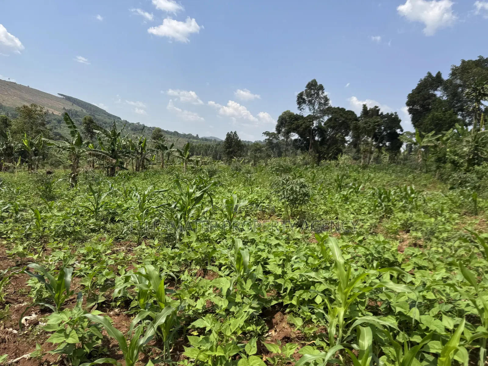An Acre of Fertile Land at Buwalula Only 4kms Off the Main Road in Busimbi
