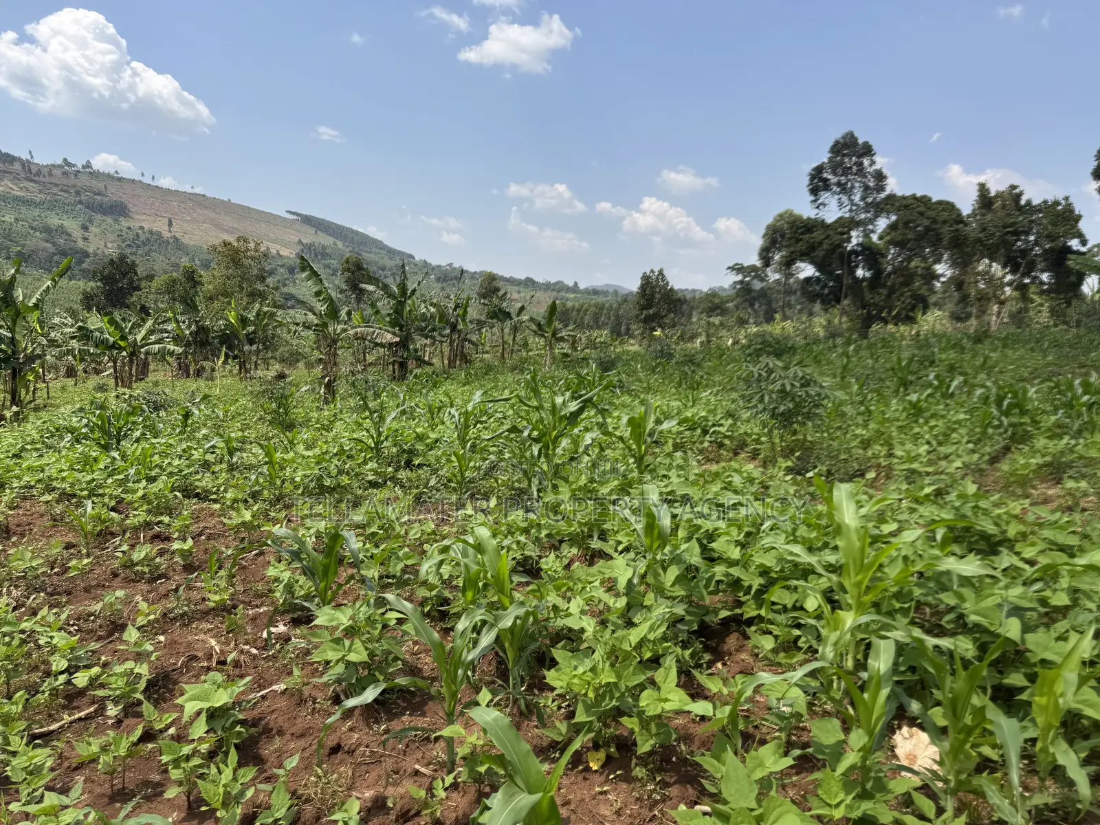 An Acre of Fertile Land at Buwalula Only 4kms Off the Main Road in Busimbi
