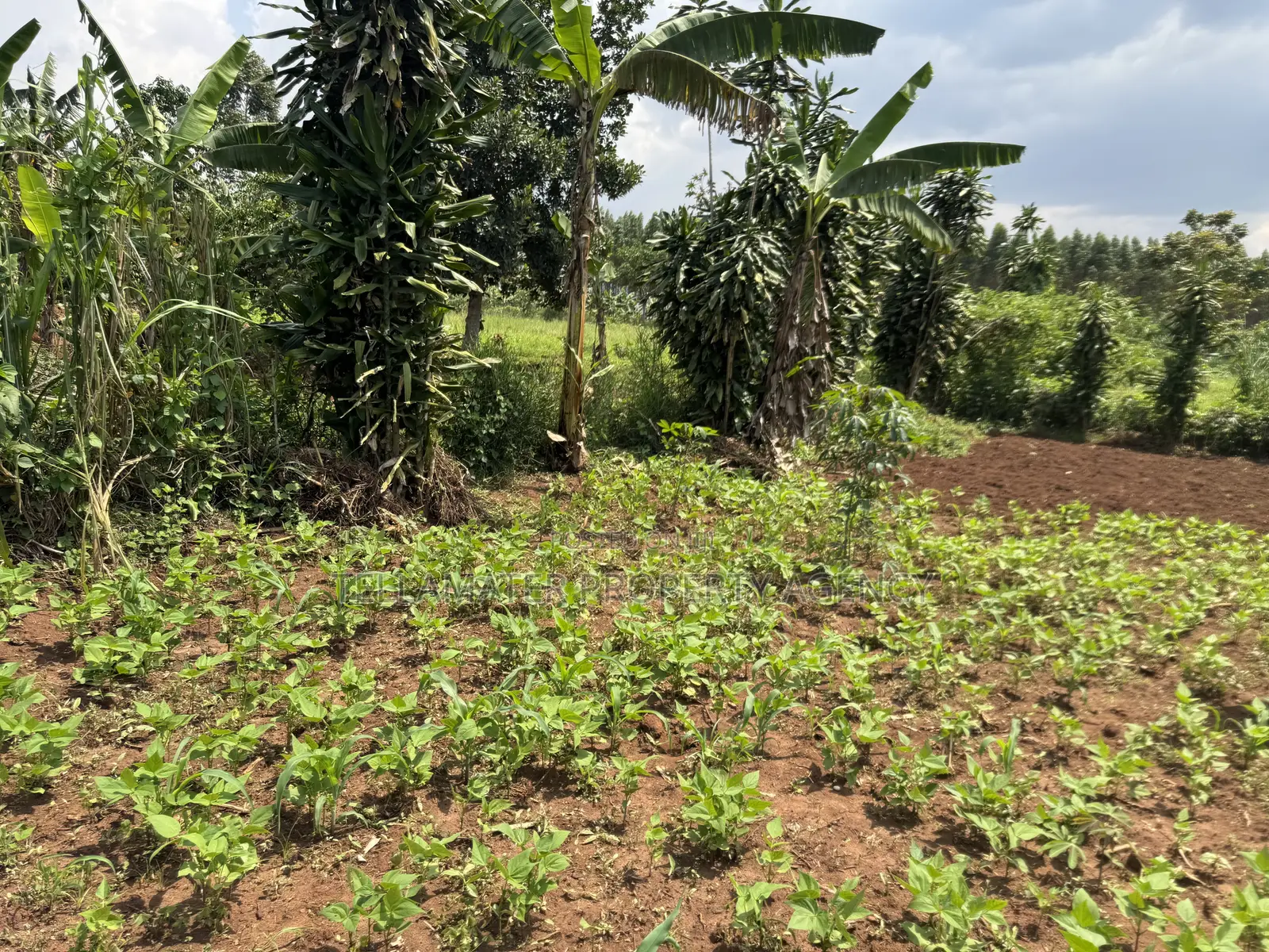 An Acre of Fertile Land at Buwalula Only 4kms Off the Main Road in Busimbi