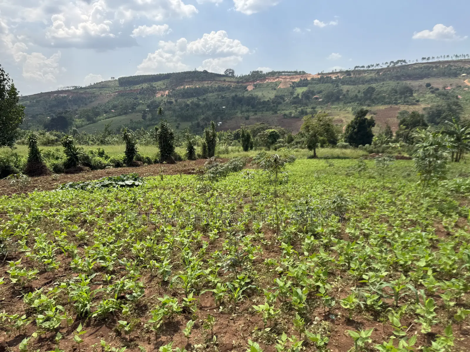 An Acre of Fertile Land at Buwalula Only 4kms Off the Main Road in Busimbi