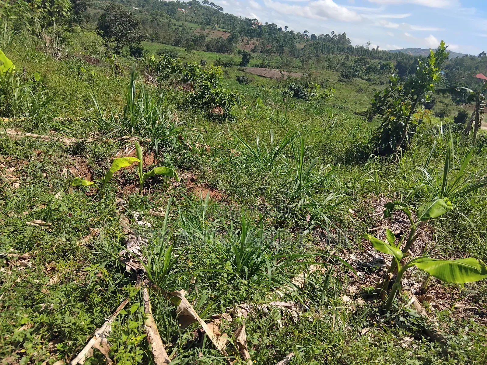 Mukono Land in Nakisunga