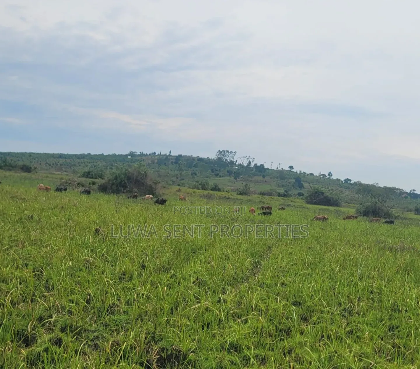 6 Square Mile Nakasongola in Nakitoma