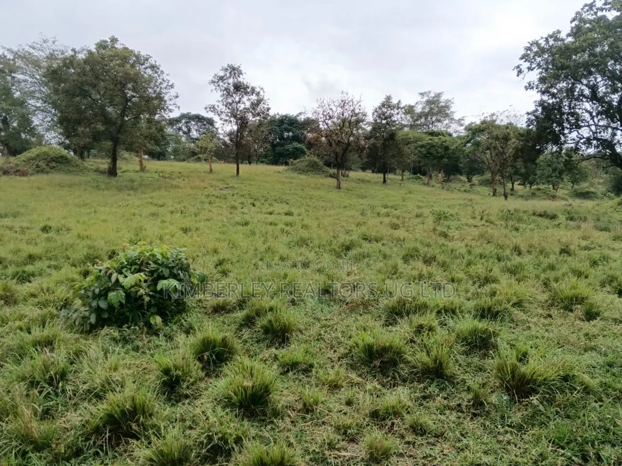  Bank Pressure Sale – 83.3 Acres of Land for Sale, Mukyenda, Mubende in Mubende TC