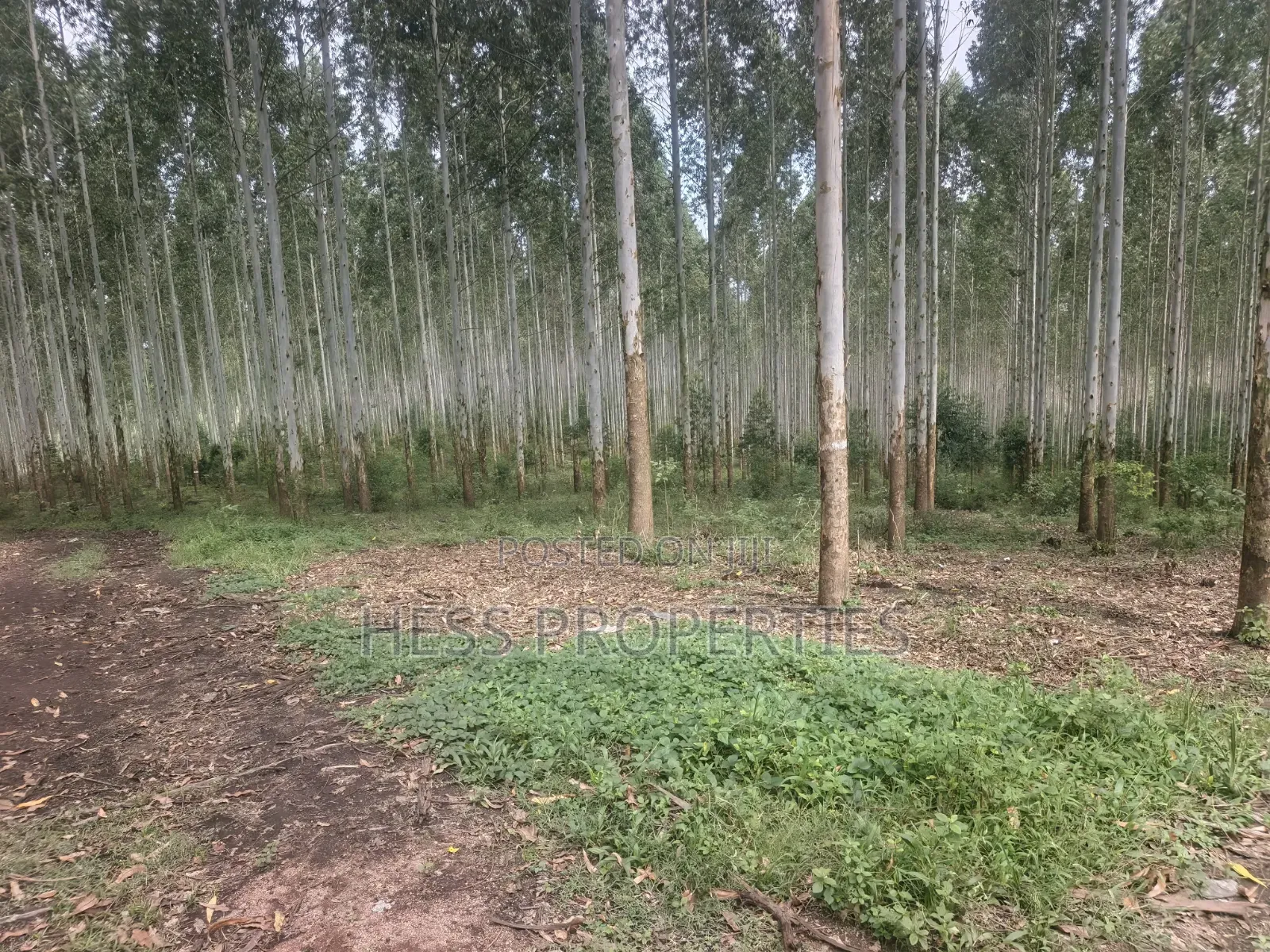 Land Developed With Eucalyptus on Sale in Kyenjojo