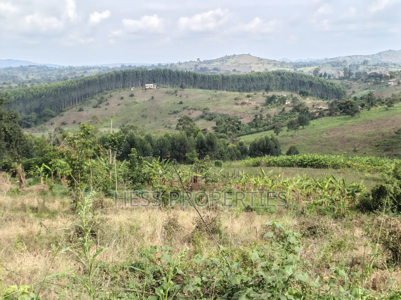 Land Developed With Eucalyptus on Sale in Kyenjojo