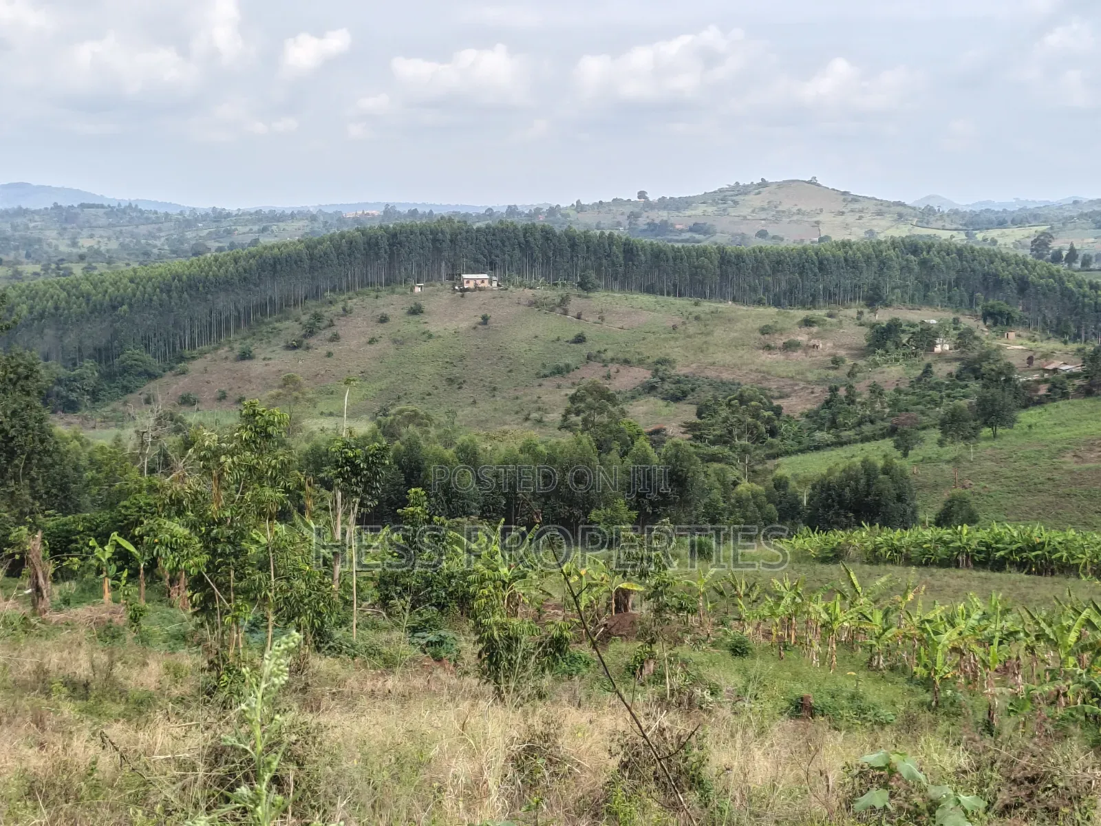 Land Developed With Eucalyptus on Sale in Kyenjojo