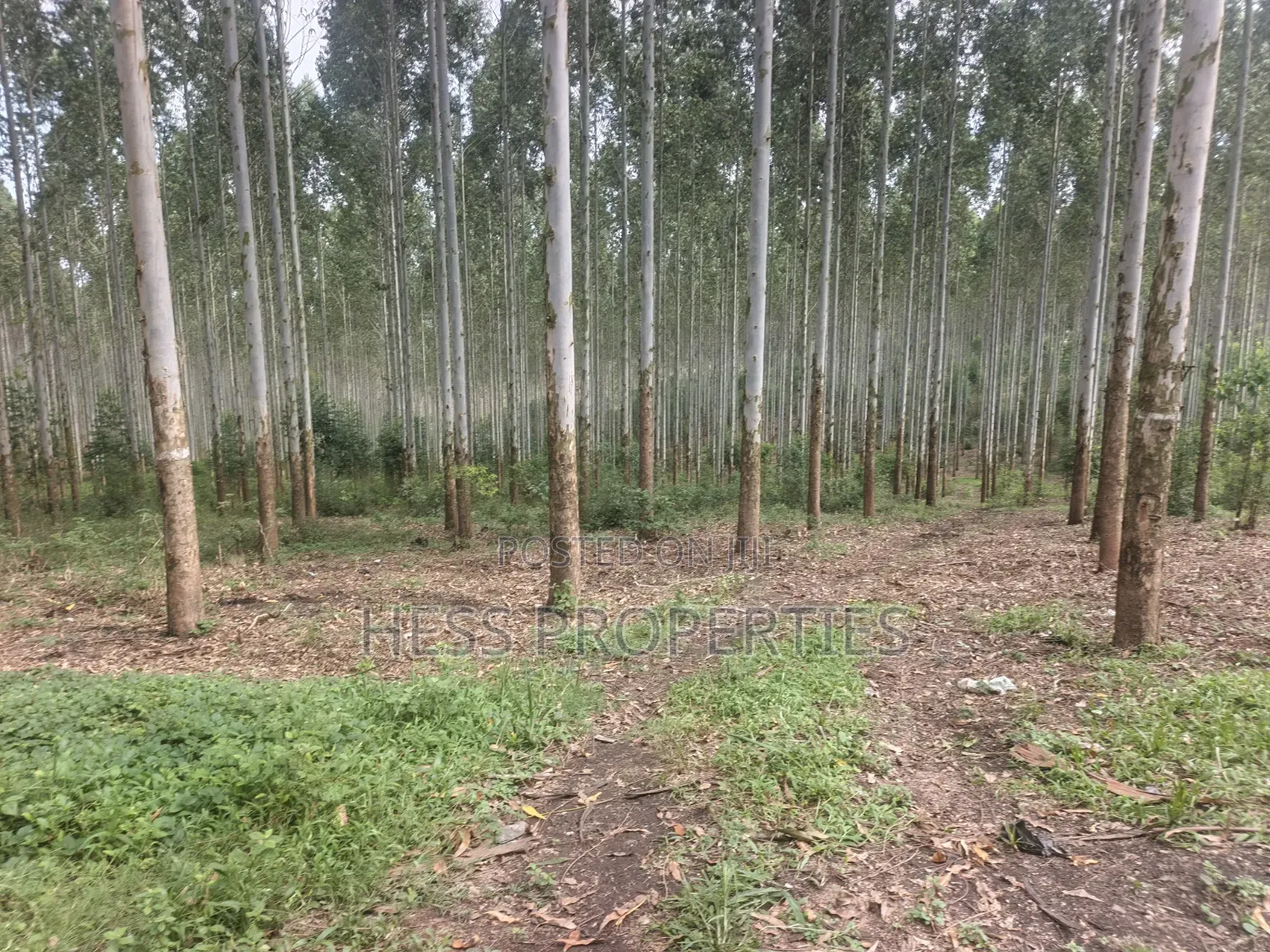 Land Developed With Eucalyptus on Sale in Kyenjojo