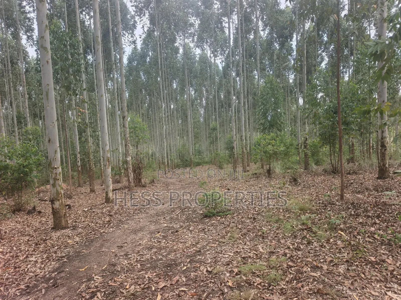 Land Developed With Eucalyptus on Sale in Kyenjojo