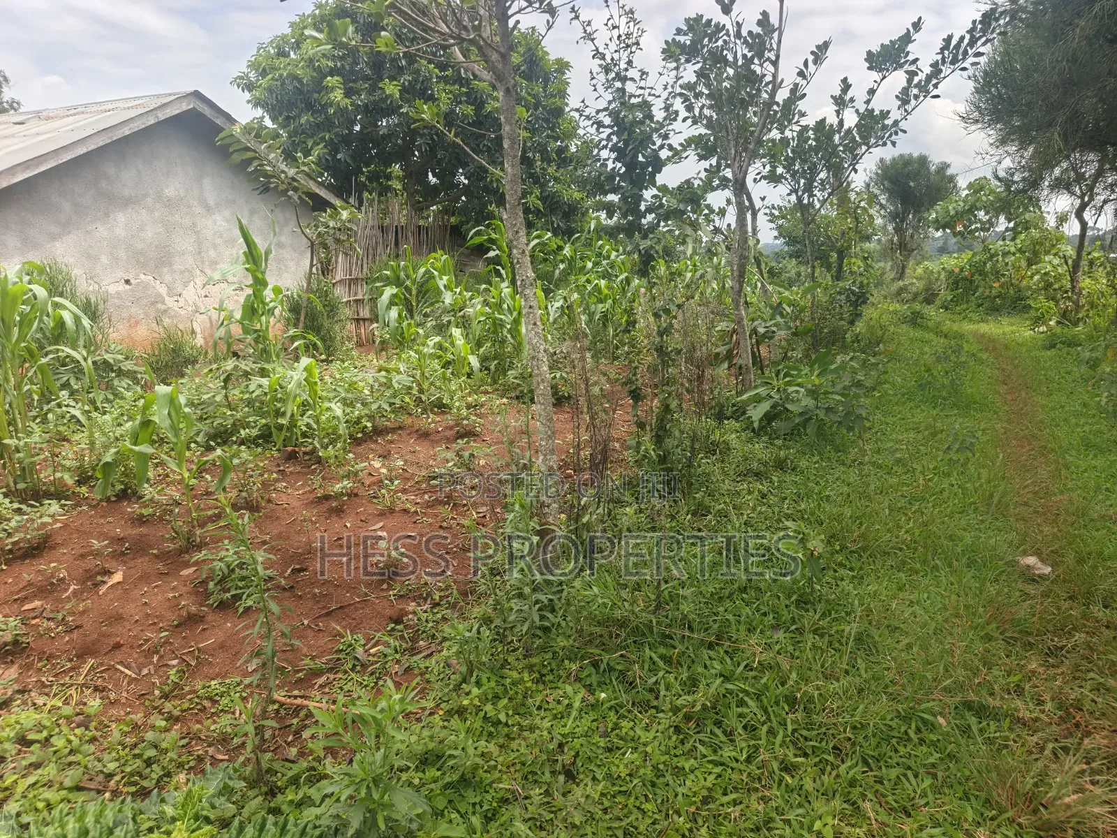 7acres of Titled Agricultural Land on Sale- Kyarusozi in Kyenjojo