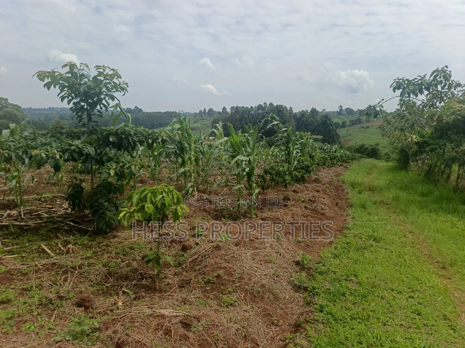 7acres of Titled Agricultural Land on Sale- Kyarusozi in Kyenjojo