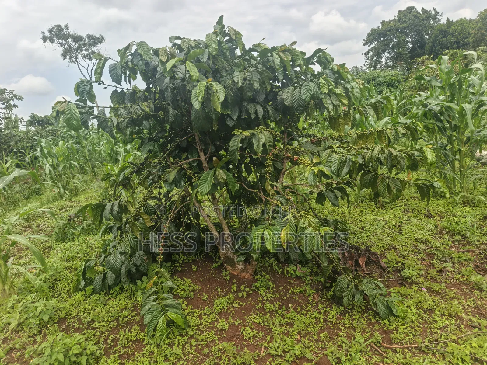 7acres of Titled Agricultural Land on Sale- Kyarusozi in Kyenjojo