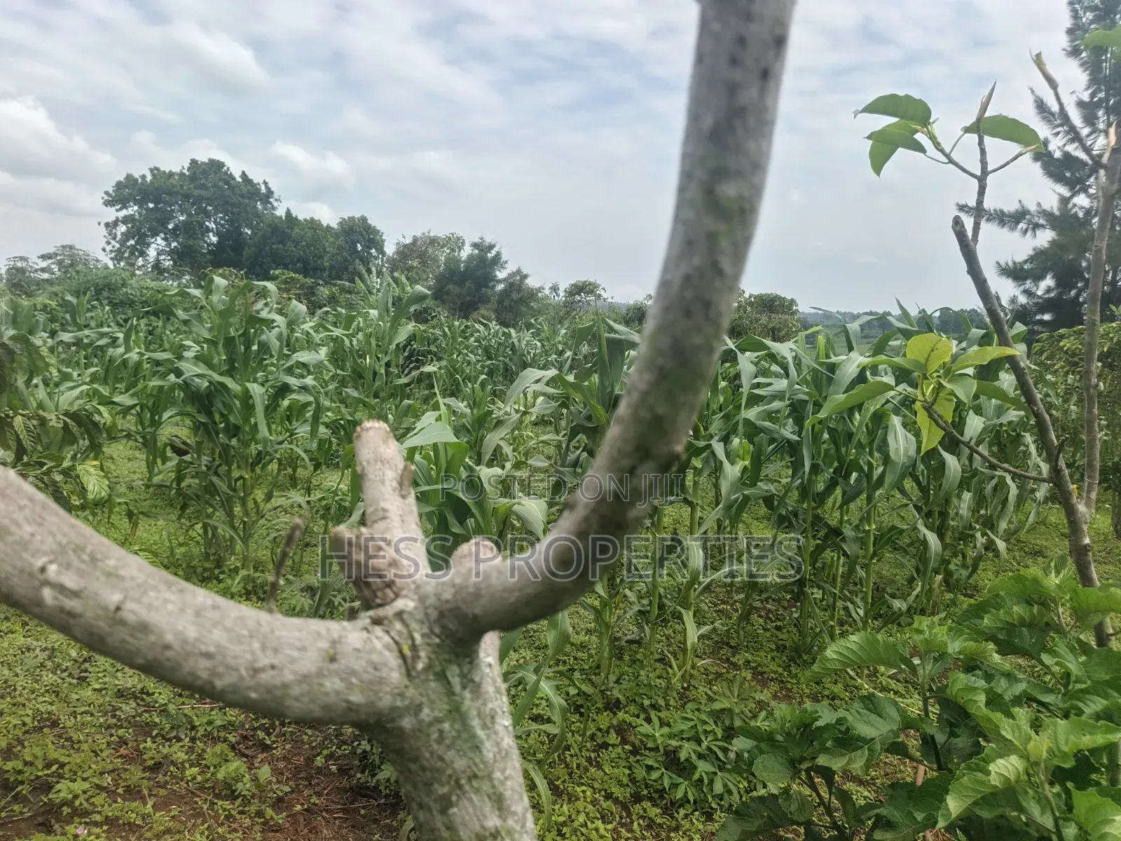 7acres of Titled Agricultural Land on Sale- Kyarusozi in Kyenjojo