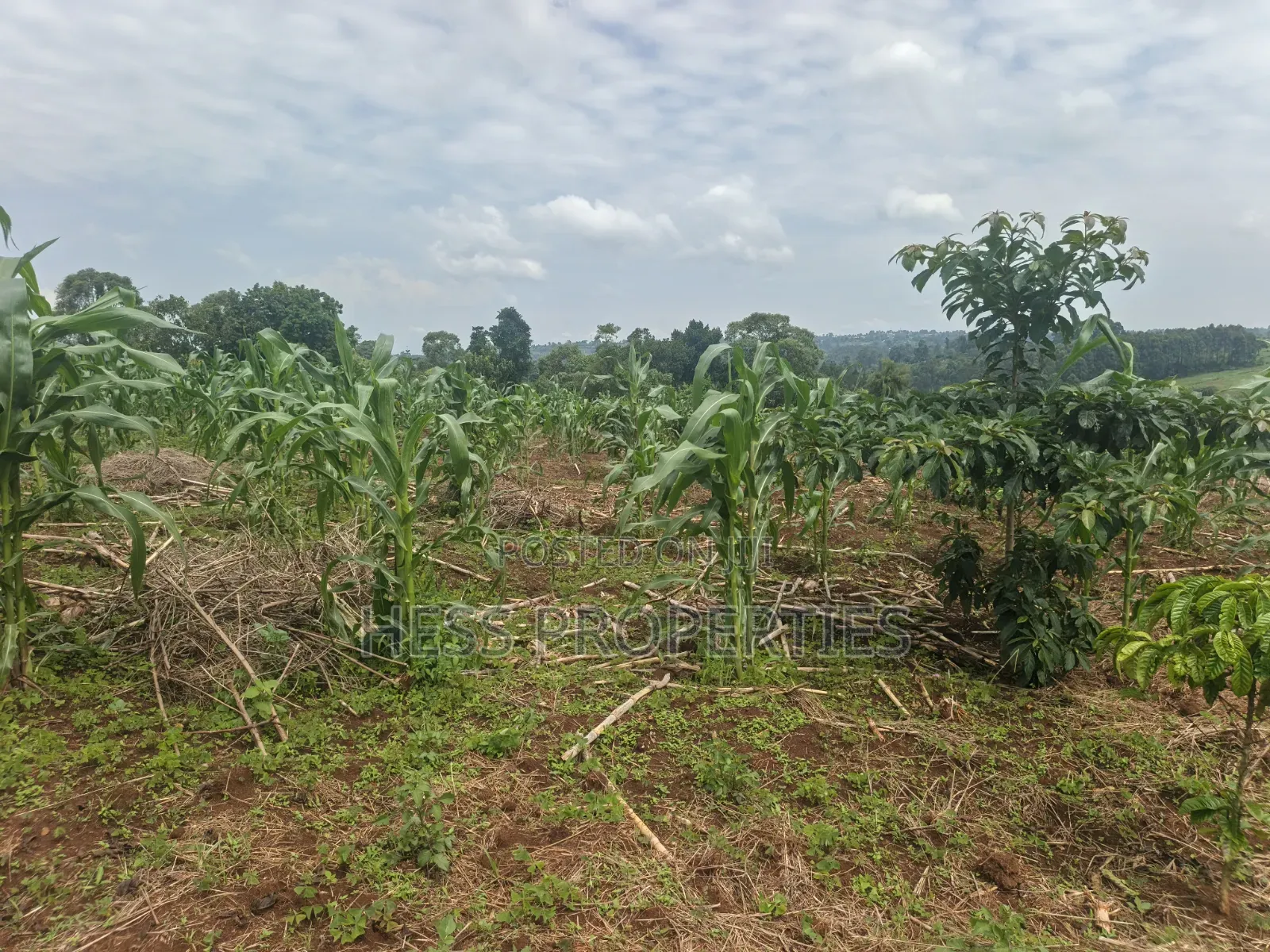 7acres of Titled Agricultural Land on Sale- Kyarusozi in Kyenjojo